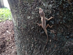 Anolis mariarum
