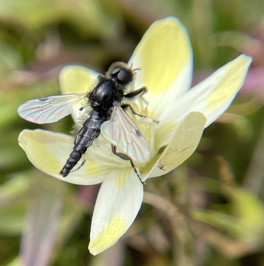 Bibio necotus