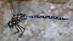 Aeshna interrupta interrupta