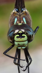 Aeshna interrupta interrupta