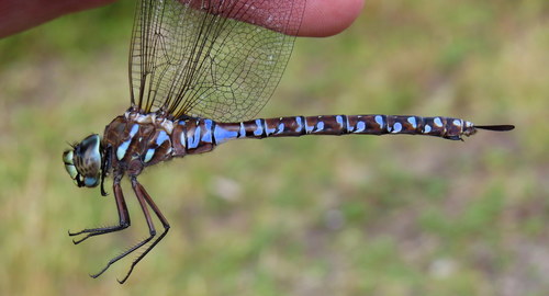 Variable Darner