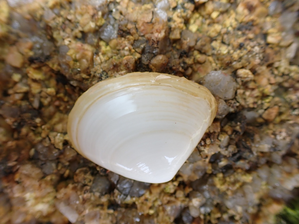 Striated Little Triangle Shell