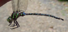 Aeshna umbrosa umbrosa