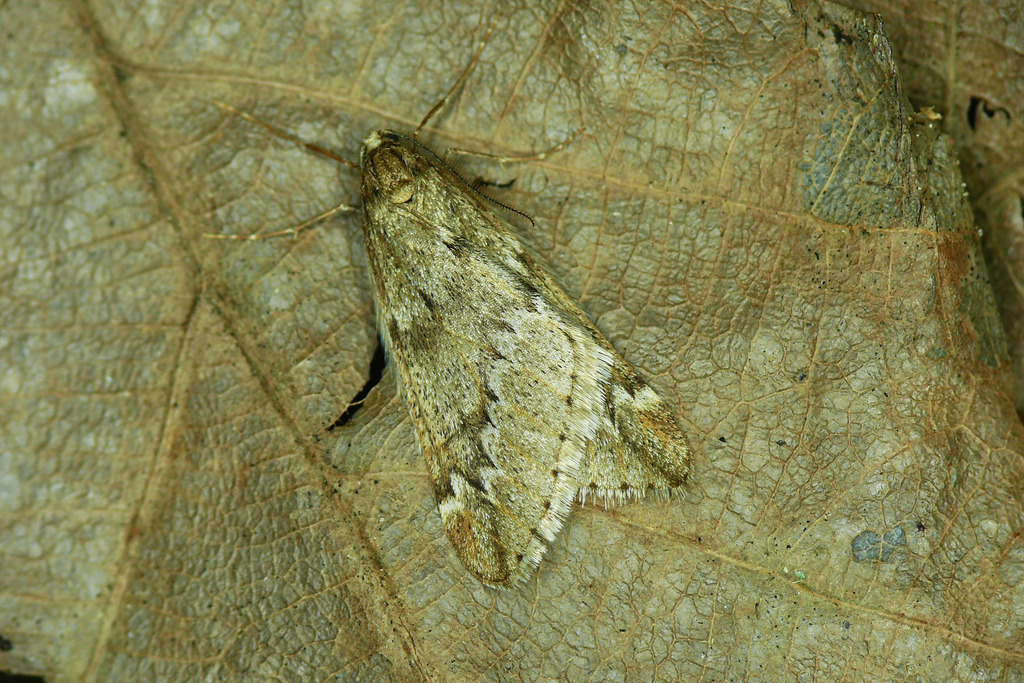 March Moth