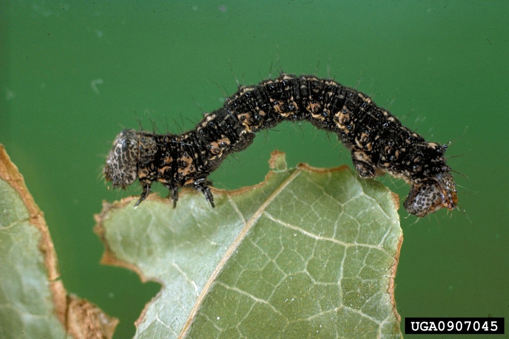 Half-wing Moth