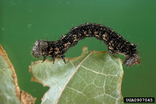 Half-wing Moth