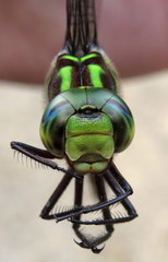Aeshna umbrosa umbrosa