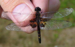 Celithemis martha