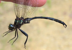 Somatochlora tenebrosa