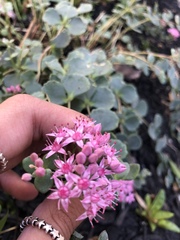 Hylotelephium sieboldii