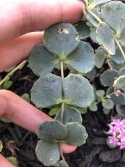 Hylotelephium sieboldii