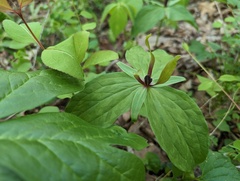 Trillium viride, photograph (c) Ryan Sorrells, some rights reserved (CC BY)