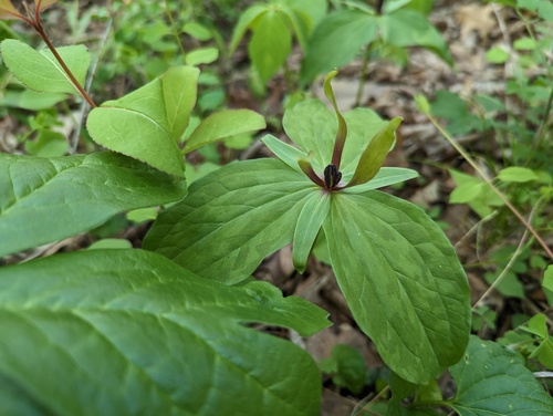 Trillium viride, photograph 5