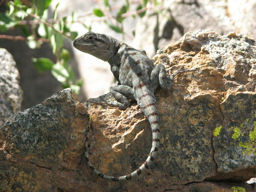 Alvaro's Anole, Pristidactylus alvaroi