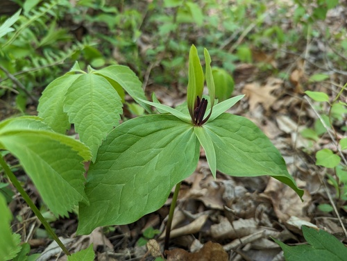 Trillium viride, photograph 3