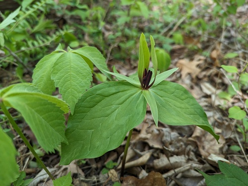 Trillium viride, photograph 4