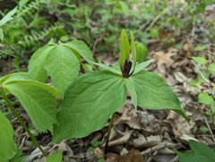 Trillium viride, photograph (c) Ryan Sorrells, some rights reserved (CC BY)