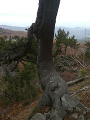 Pinus heldreichii