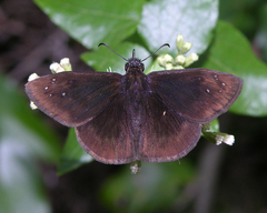 Ephyriades brunnea