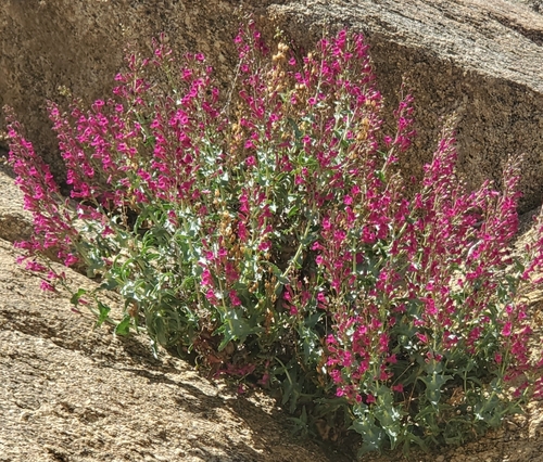 Image of Penstemon clevelandii by (c) Laura Gaudette, some rights reserved (CC BY)