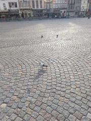 Columba livia domestica