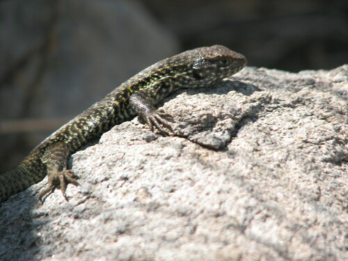 Smooth-throated Lizards
