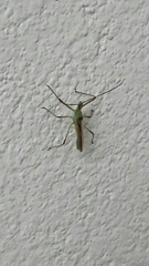 Atopozelus