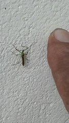 Atopozelus