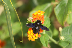 Xylocopa