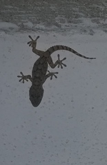 Tarentola mauritanica