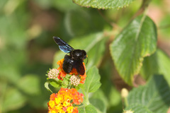Xylocopa