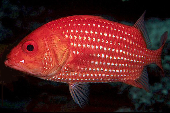 Rough Squirrelfish (Reef Fish of the Hawaiian Islands) · iNaturalist