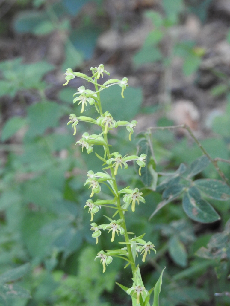Habenaria luzmariana