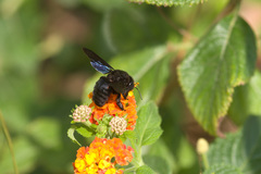 Xylocopa