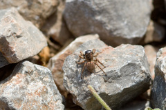 Aelurillus leipoldae