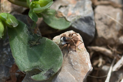 Aelurillus leipoldae