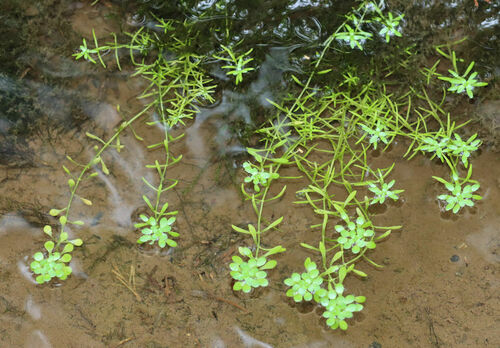 Twoheaded water-starwort (Callitriche heterophylla)
