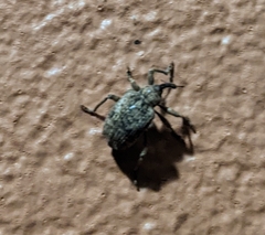 Phelypera distigma image