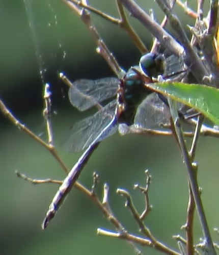 Williamson's Emerald photo 2