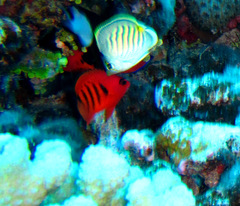 Centropyge loriculus