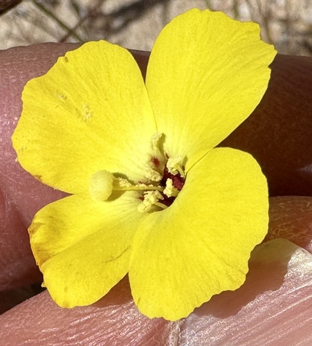 Mojave suncup (Camissonia campestris)