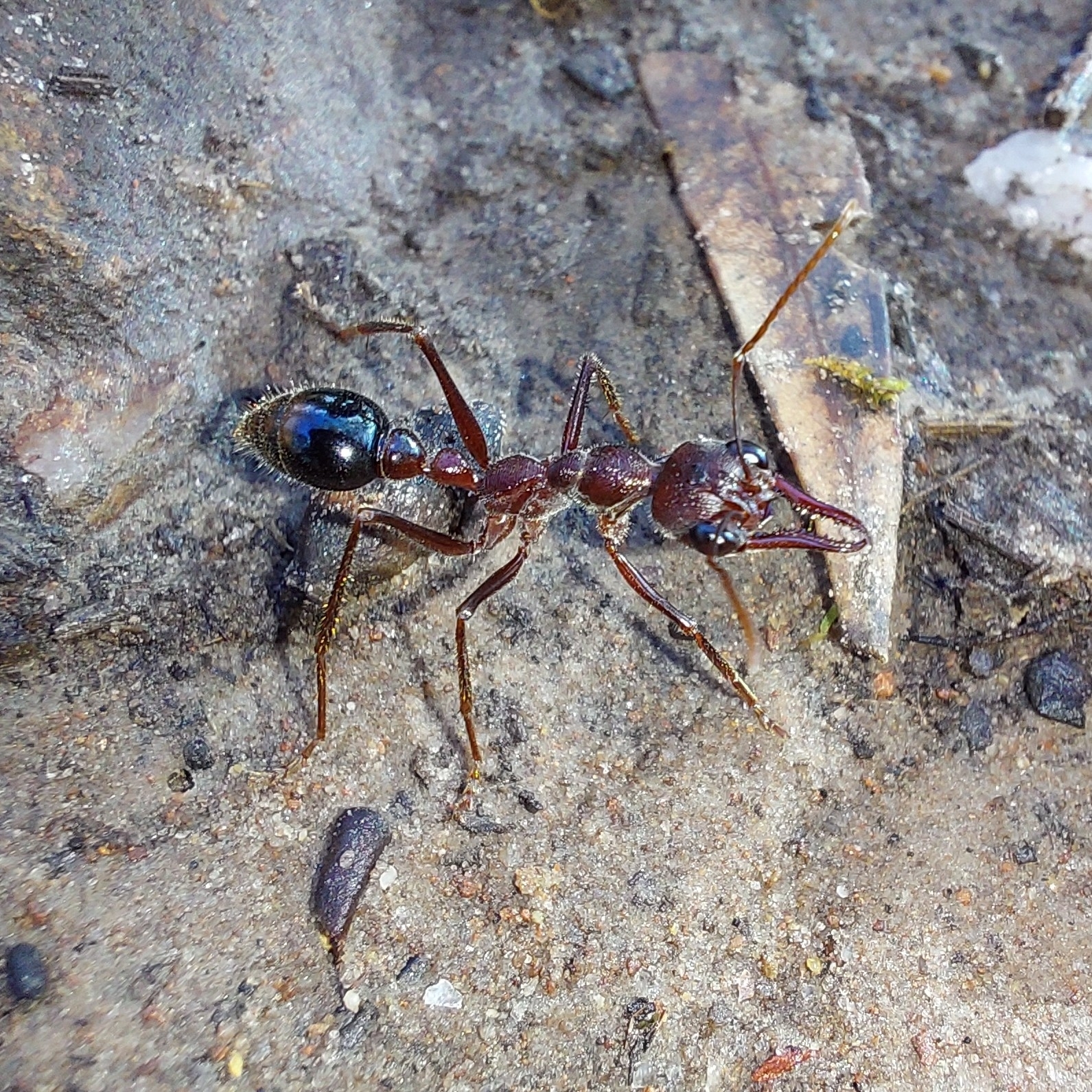 Myrmecia browningi