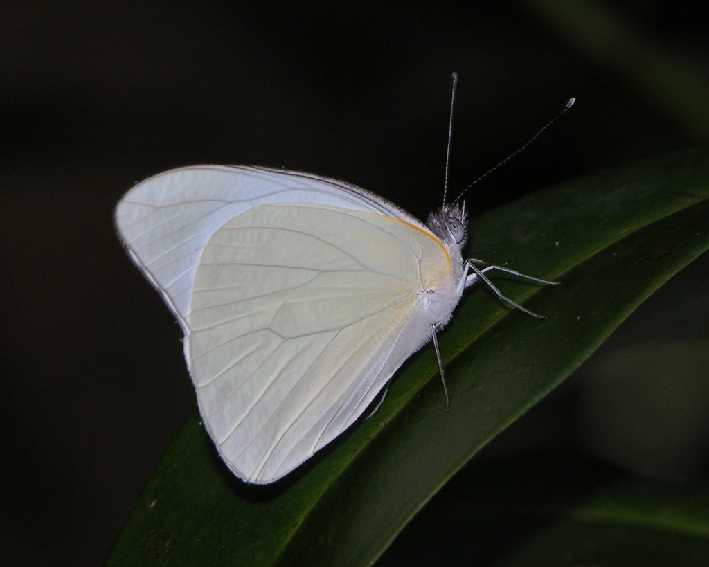 Glutophrissa