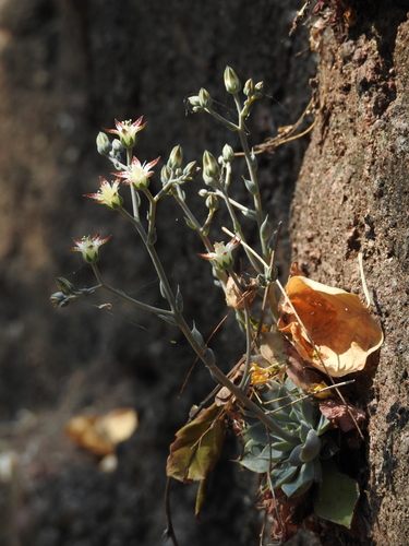 Graptopetalum sinaloensis