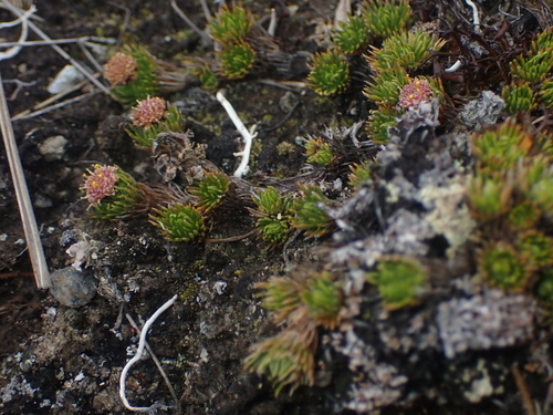 Image of Leptinella goyenii by (c) Paul Bell-Butler, some rights reserved (CC BY)