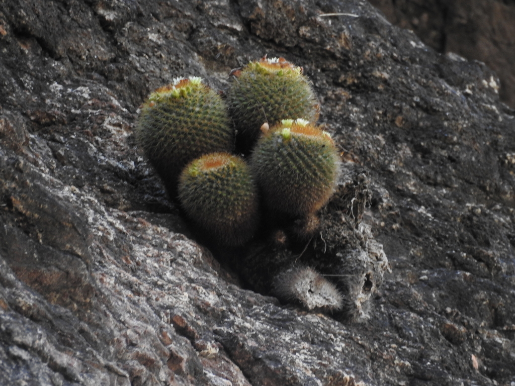 Mammillaria bocensis