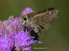 Hesperia attalus slossonae