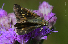 Hesperia attalus slossonae