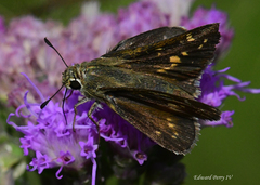 Hesperia attalus slossonae