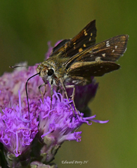 Hesperia attalus slossonae